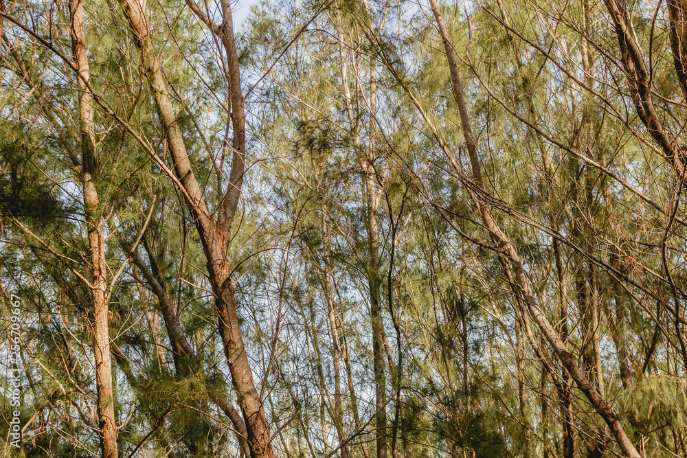 Fototapeta premium Fotos Jon e Aninha