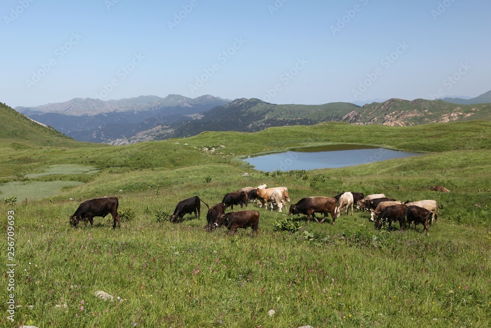 cows are returning home. savsat/artvin/turkey cows are returning home. savsat/artvin/turkey