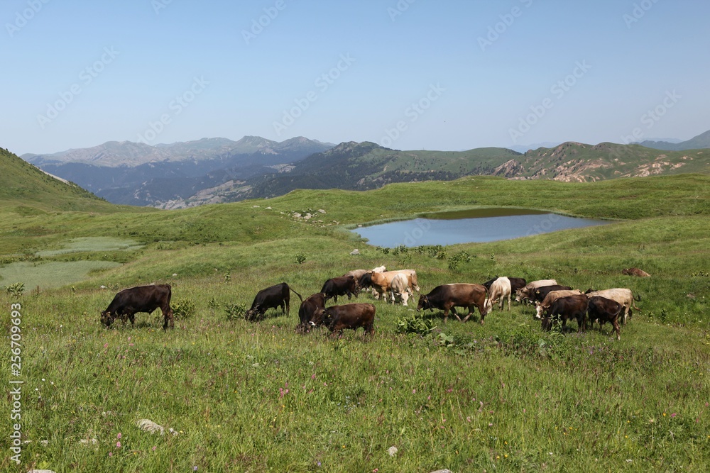  cows are returning home. savsat/artvin/turkey