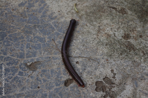 centipede on a wall