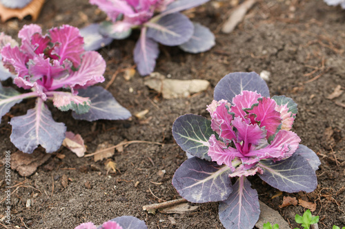 In the spring in the flowerbed young saplings of ornamental cabb