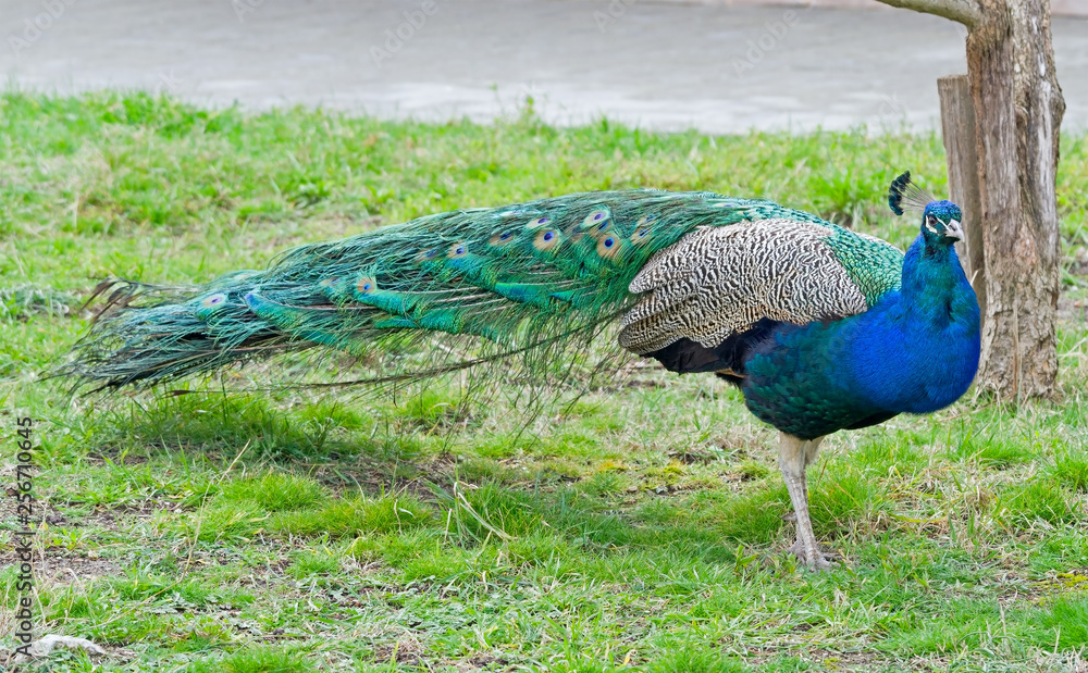 Obraz premium the Beautiful Peacock