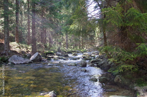 g  rska rzeka w lesie