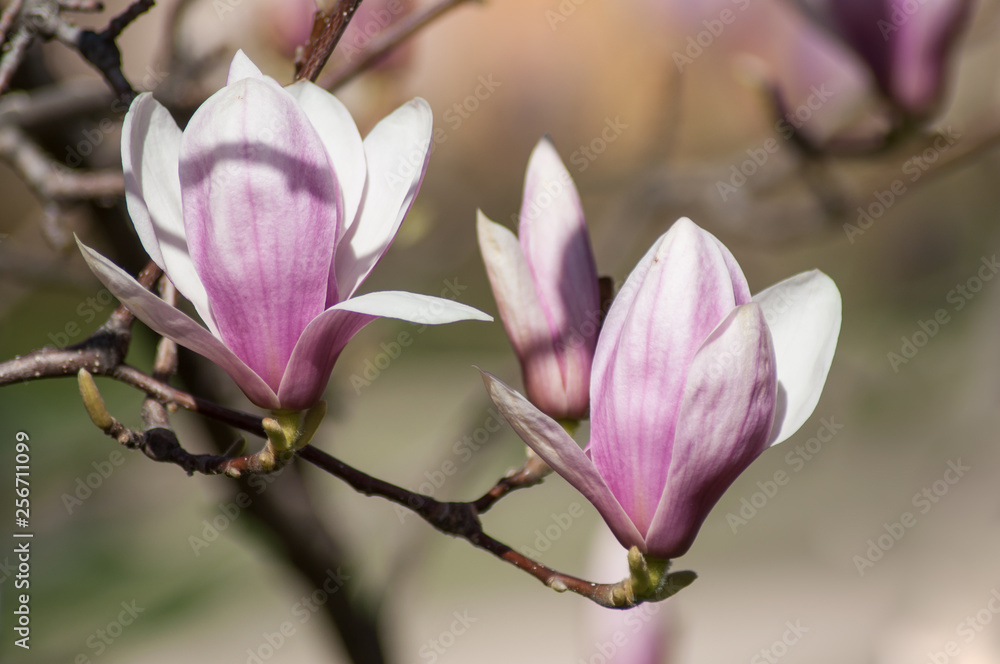 closeup of magnolia pink flowers at spring closeup of magnolia pink flowers at spring