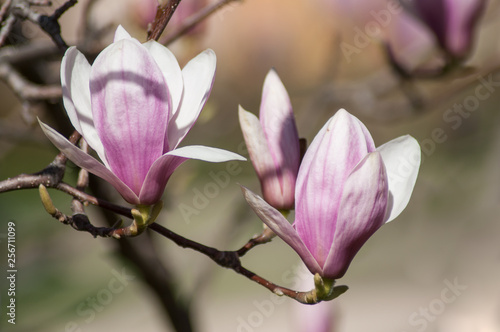 closeup of magnolia pink flowers at spring