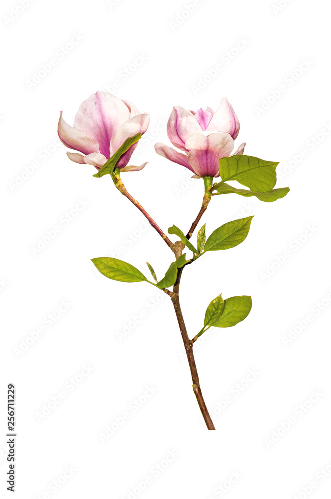 flower of magnol tree, two buds on one branch, spring mood, isolated on white background