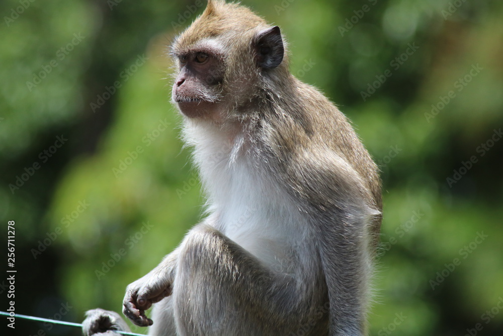 Fototapeta premium singe