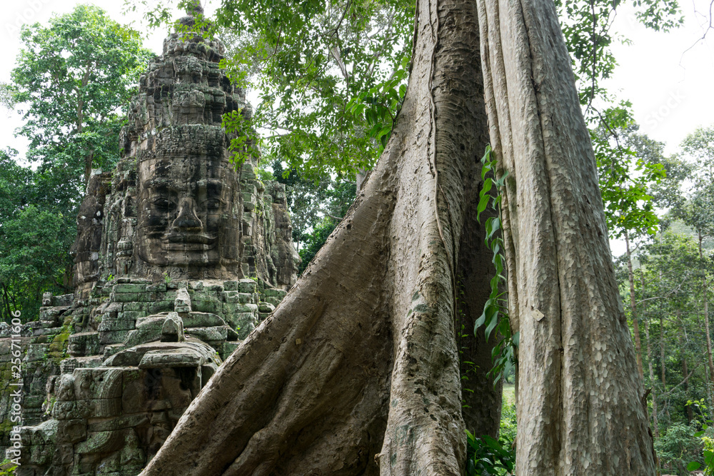 Big jungle tree with Khmer ruins in the background