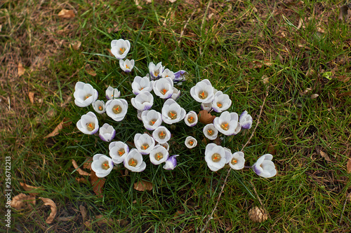 Crocusses in spring in munich bavaria photo