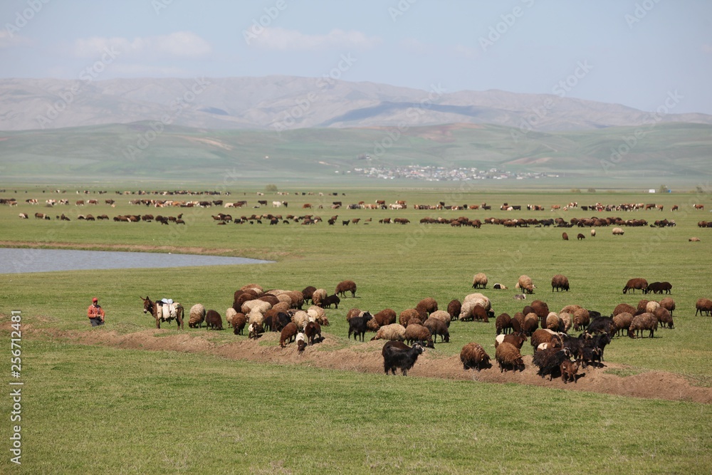 herd of sheep in green meadow. artvin/turkey herd of sheep in green meadow. artvin/turkey