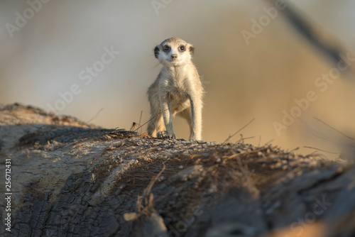 Meerkat in the morning light photo