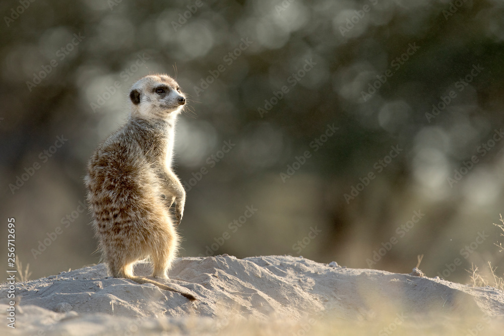 Fototapeta premium Meerkat in morning light