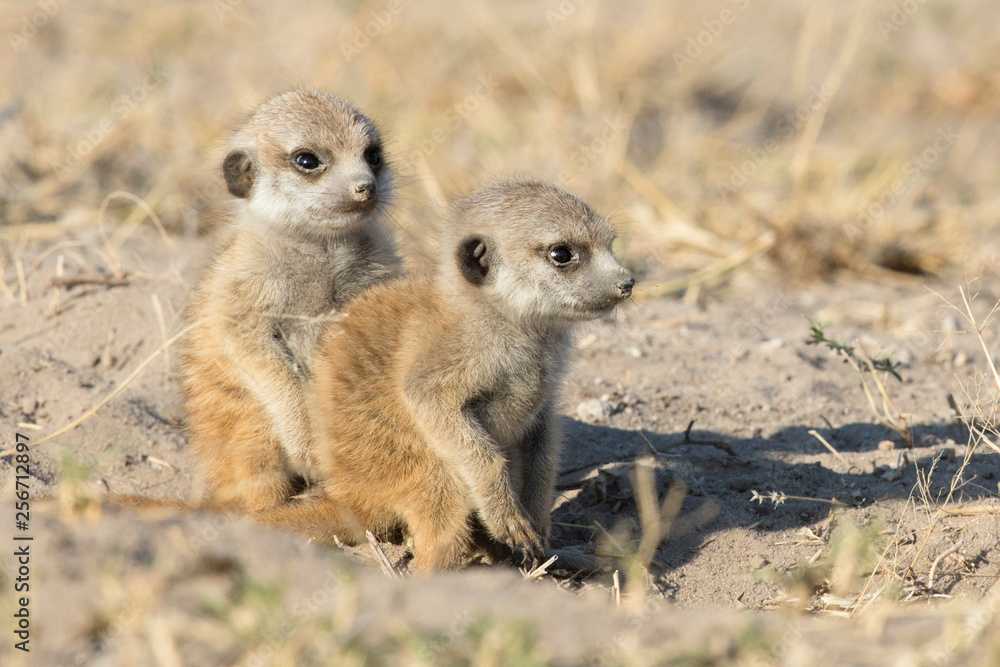 Fototapeta premium Meerkat in the morning light