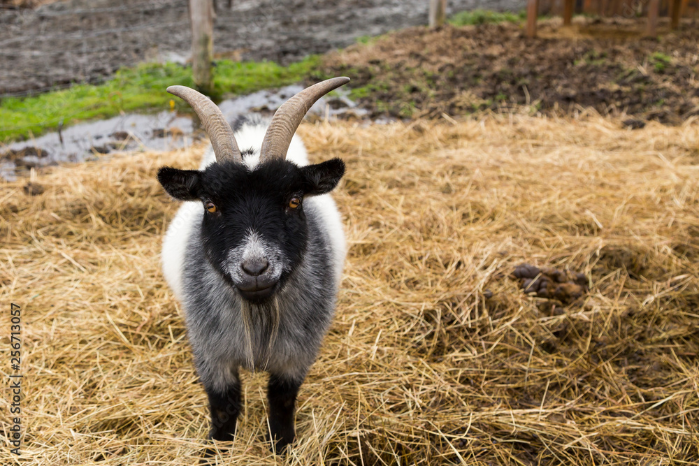 Large stout male black and white pygmy goat standing in straw staring sternly Large stout male black and white pygmy goat standing in straw staring sternly