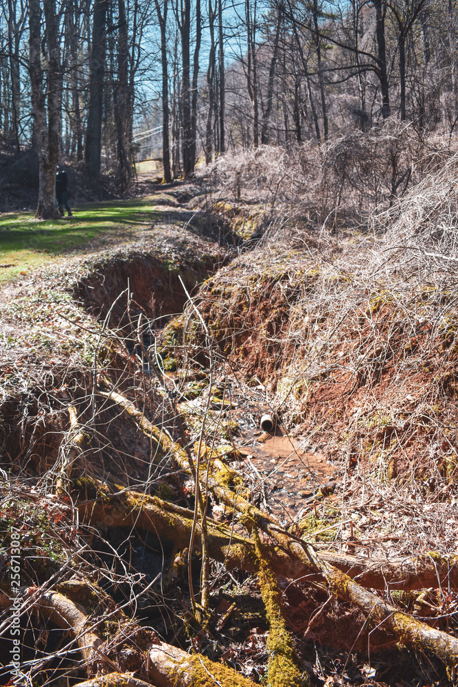 Fototapeta premium crevice in forest