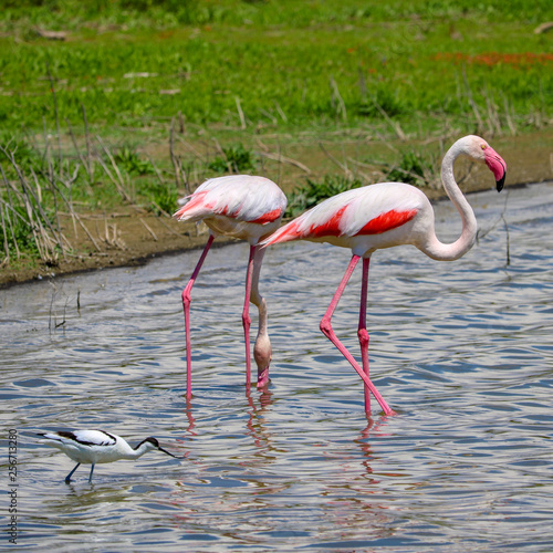 Flamingo in wildlife, fuente de piedra