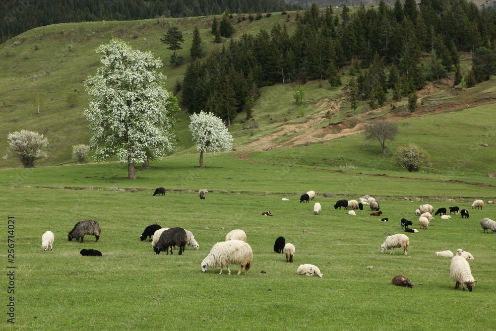 herd of sheep in green meadow. artvin/turkey herd of sheep in green meadow. artvin/turkey