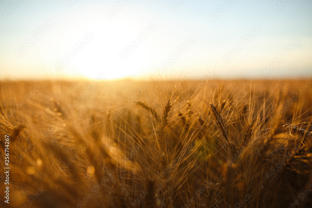 Amazing agriculture sunset landscape.Growth nature harvest. Wheat field natural product. Ears of golden wheat close up. Rural scene under sunlight. Summer background of ripening ears of landscape.