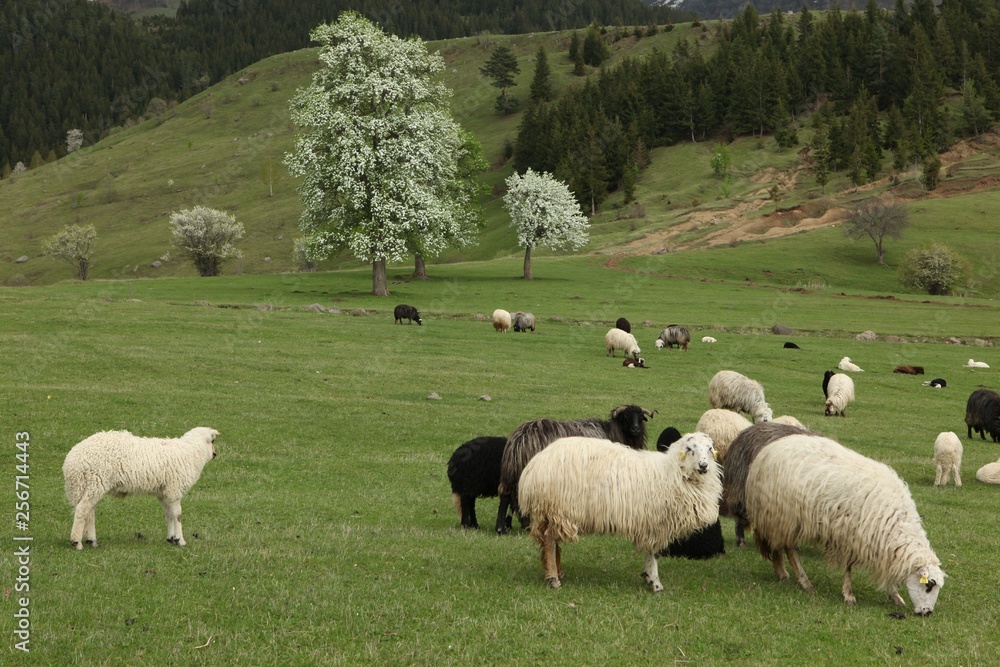 herd of sheep in green meadow. artvin/turkey herd of sheep in green meadow. artvin/turkey