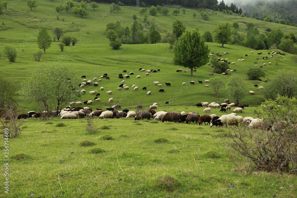 herd of sheep in green meadow. artvin/turkey