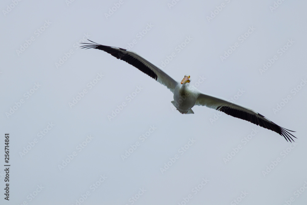 American White Pelican in flight 4969 American White Pelican in flight 4969
