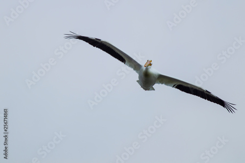 American White Pelican in flight 4969