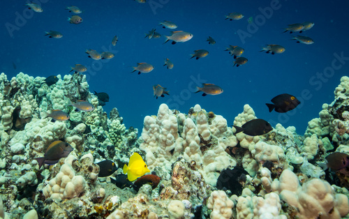 Coral reef scene and tropical fish