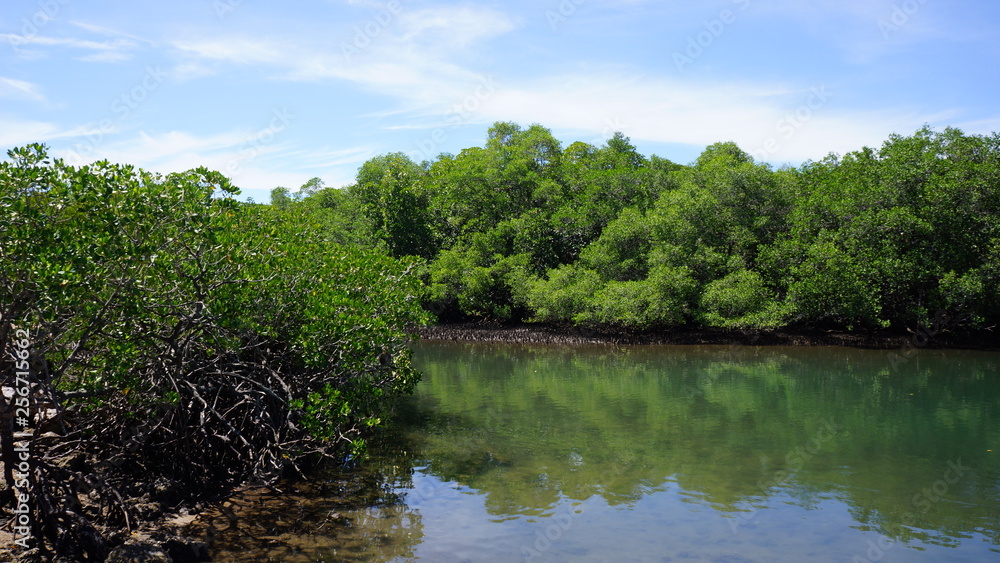 Au milieu de la mangrove indonésienne
