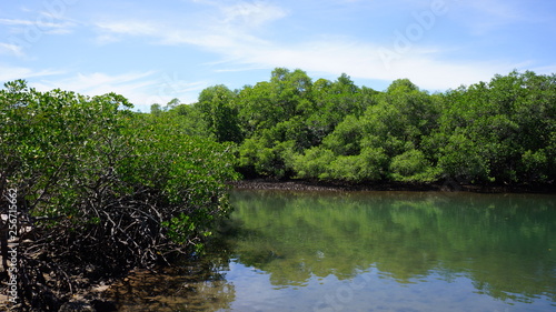 Au milieu de la mangrove indonésienne