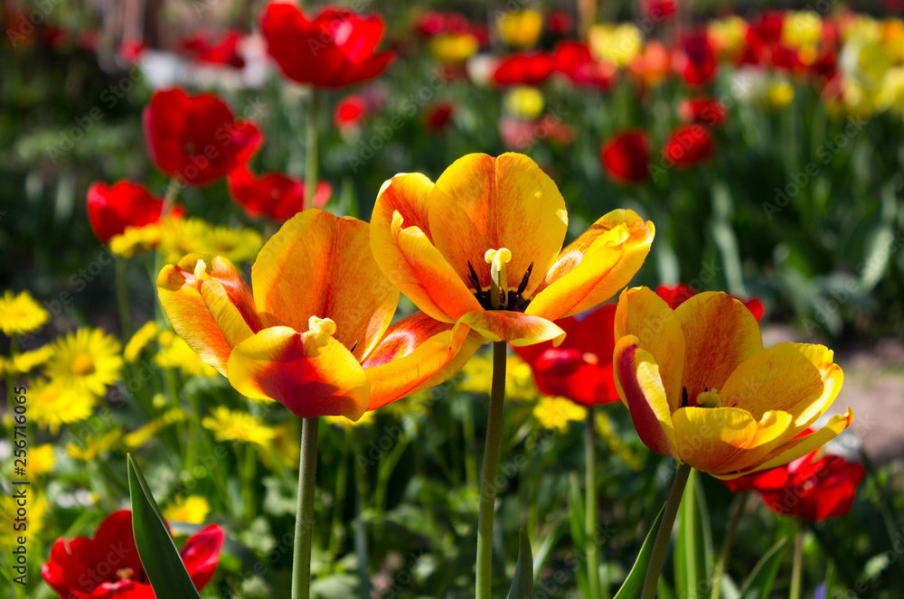 Fototapeta premium Three yellow-red tulips on a background of red and orange flowers in the garden. Bright spring flowers.