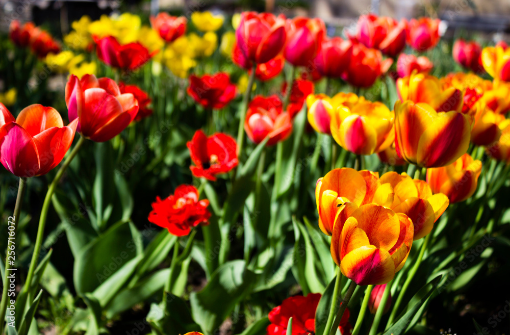 Red, pink, yellow and white tulips are bloom in the garden. Bright spring flowers. Red, pink, yellow and white tulips are bloom in the garden. Bright spring flowers.