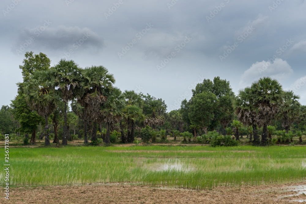 Luxuriant vegetation in South East Asia Luxuriant vegetation in South East Asia