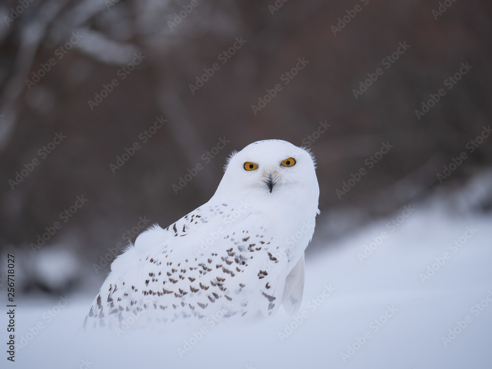 Snowy owl (Bubo scandiacus) on snowy ground. Snowy owl portrait. Snowy owl closeup photo. Snowy owl (Bubo scandiacus) on snowy ground. Snowy owl portrait. Snowy owl closeup photo.