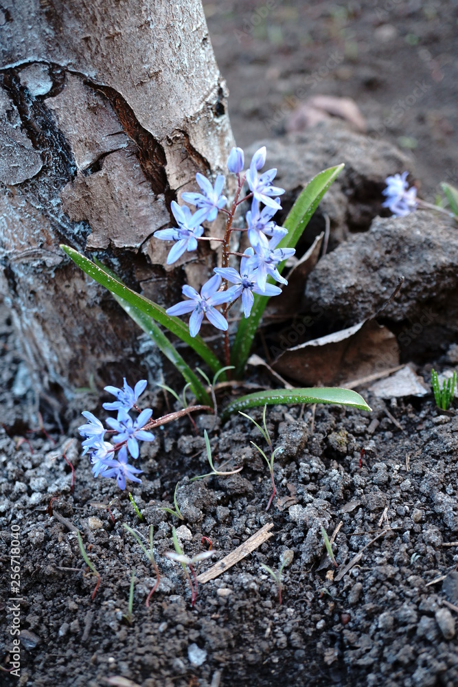 Obraz premium blooming hyacinth bush at the foot of the tree