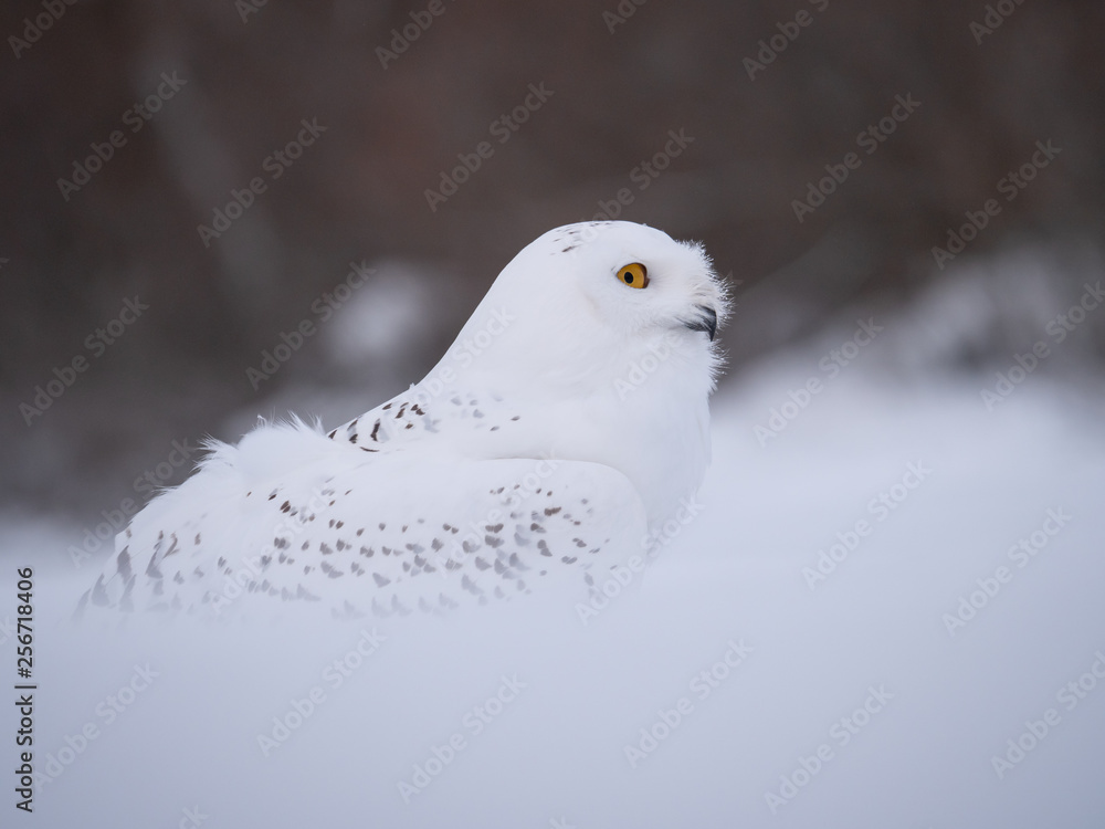 Snowy owl (Bubo scandiacus) on snowy ground. Snowy owl portrait. Snowy owl closeup photo. Snowy owl (Bubo scandiacus) on snowy ground. Snowy owl portrait. Snowy owl closeup photo.