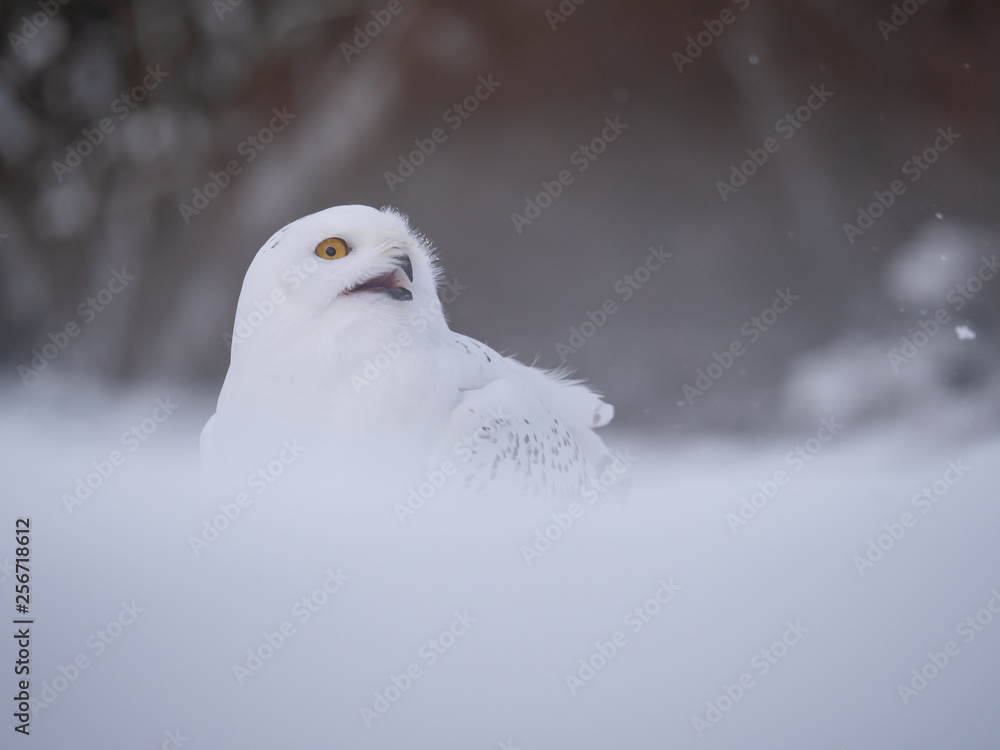 Snowy owl (Bubo scandiacus) on snowy ground. Snowy owl portrait. Snowy owl closeup photo. Snowy owl (Bubo scandiacus) on snowy ground. Snowy owl portrait. Snowy owl closeup photo.