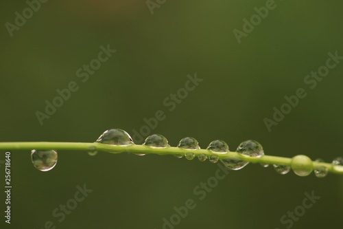 Raindrops on leaves.artvin /savsat