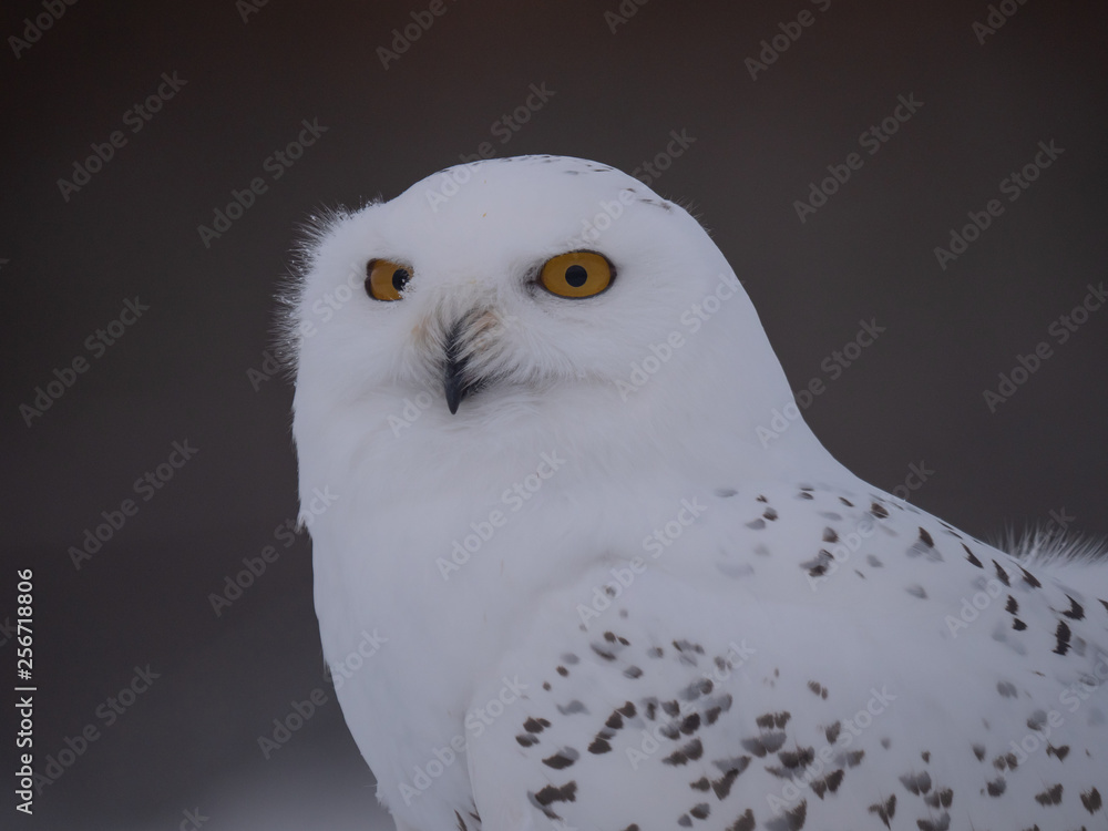 Fototapeta premium Snowy owl (Bubo scandiacus) on snowy ground. Snowy owl portrait. Snowy owl closeup photo. 