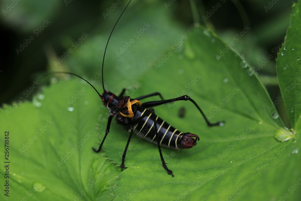 black grasshopper on leaves. black grasshopper on leaves.