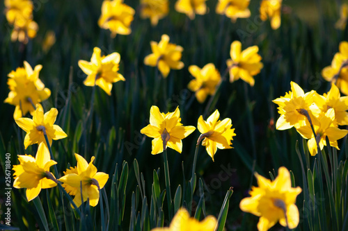 Prächtig-gelbe Narzissen im morgendlichen Sonnenschein begrüßen den Frühlingstag - auch zum Muttertag