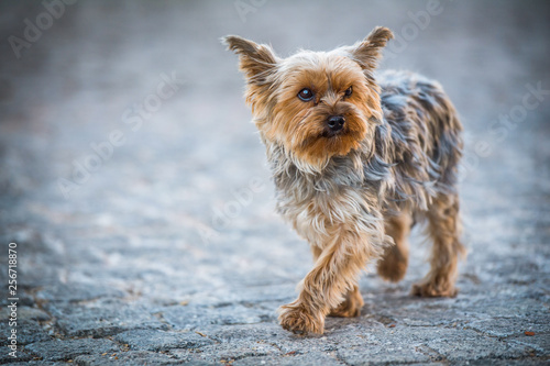 Yorkshire terrier in the city
