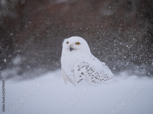 Snowy owl (Bubo scandiacus) on snowy ground. Snowy owl portrait. Snowy owl closeup photo. 