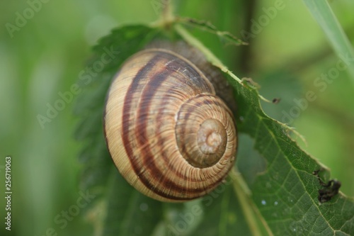 Big snail in shell crawling on road, summer day in garden 