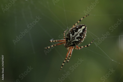 The spider web (cobweb) closeup background.