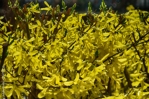 background with beautiful  forsythia flowers in the warm spring sun