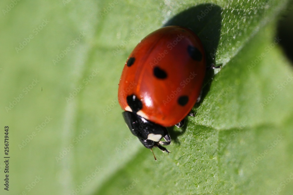 Naklejka premium bright ladybug on a green leaf.artvin