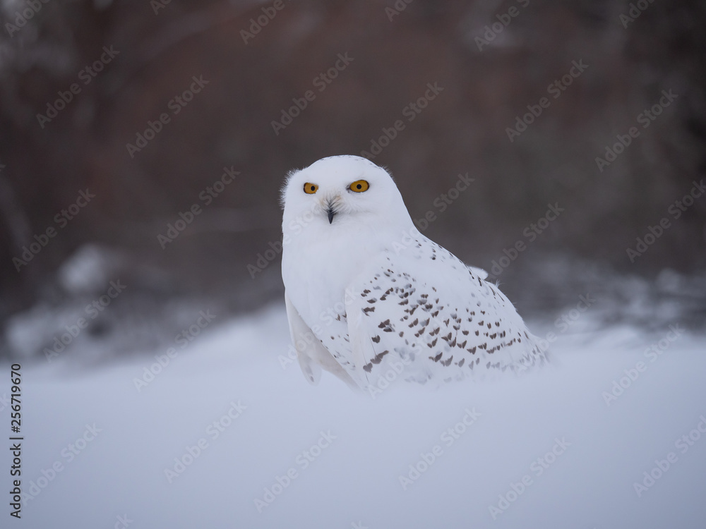 Fototapeta premium Snowy owl (Bubo scandiacus) on snowy ground. Snowy owl portrait. Snowy owl closeup photo. 