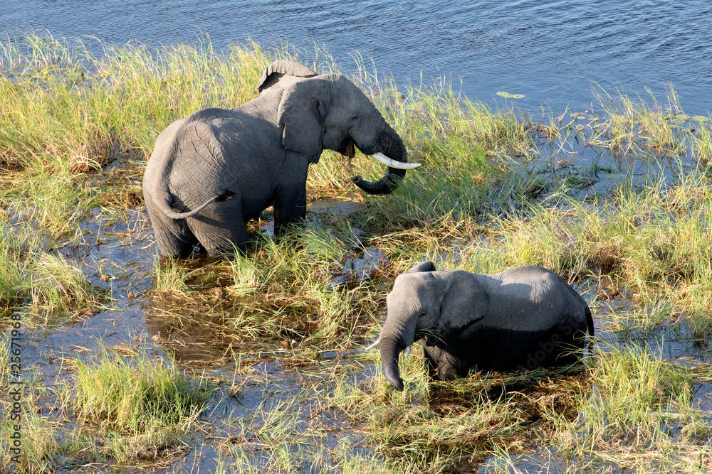 Fototapeta premium Elephant from above in the Okavango Delta