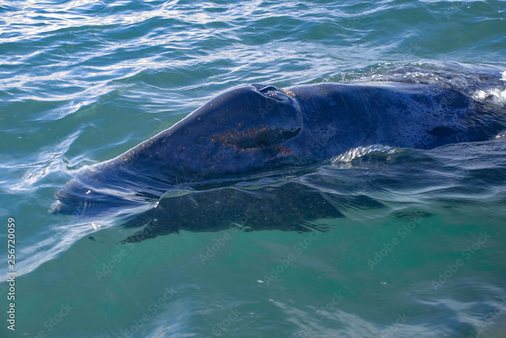 Naklejka premium Grey Whales (Eschrichtius robustus) in their winter birthing lagoon at Adolfo Lopez Mateos in Baja California on Mexico's Pacific coast.