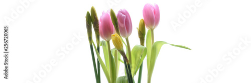 Tulpen und Narzissen isoliert
